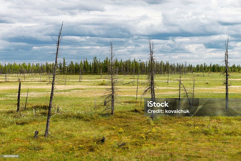 Landscape with blooming Cotton Grass Summer Landscape with blooming Cotton Grass 2015 Stock Photo