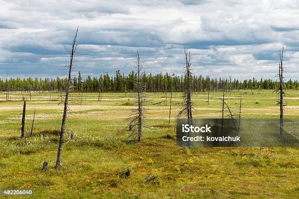 Landscape With Blooming Cotton Grass Stock Photo - Download Image Now - 2015, Agricultural Field, Beauty