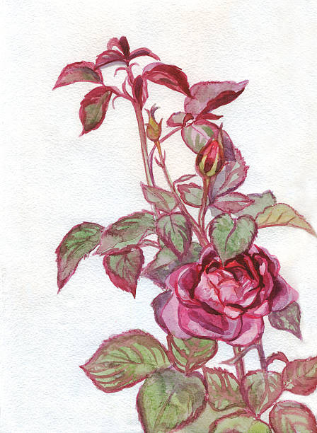 istock Blooming pink rose on a white background. Painting.Watercolor 482206356