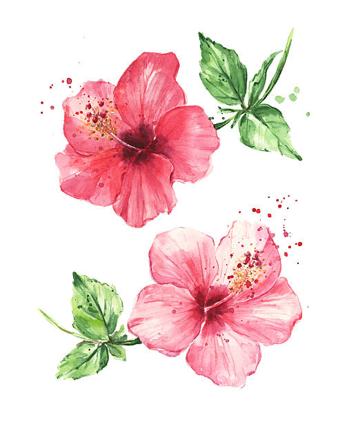 히비스커스 꽃, 워터컬러 페인팅 - hibiscus pink flower botany stock illustrations