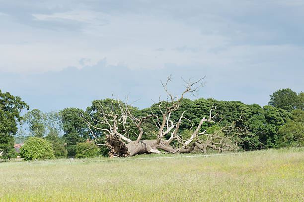 istock dead fallen tree in English countryside 482208884