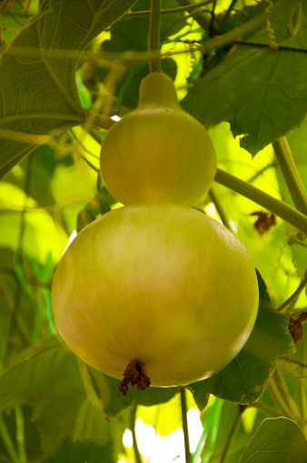 golden bottle gourd hanging on the tree,close up
