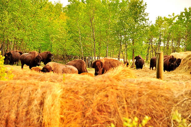 istock Bison in the canadian prairies 482209323