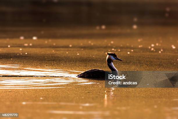 Golden Swimming Stock Photo - Download Image Now - 2015, Bird, Dawn