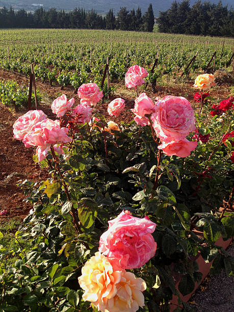 istock Morning in the rose garden 482211886