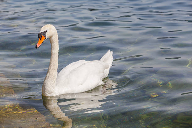 istock White swan swimming in the water 482212506