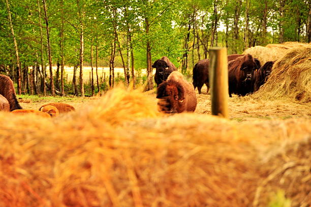 istock Bison in the canadian prairies 482213621
