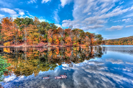 Autumn colors reflect in the water with a blue sky as Canada geese swim in Loch Raven Reservoir Maryland