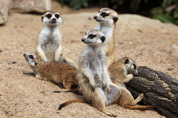 istock Meerkat (Suricata suricatta), also known as the suricate. 482218290