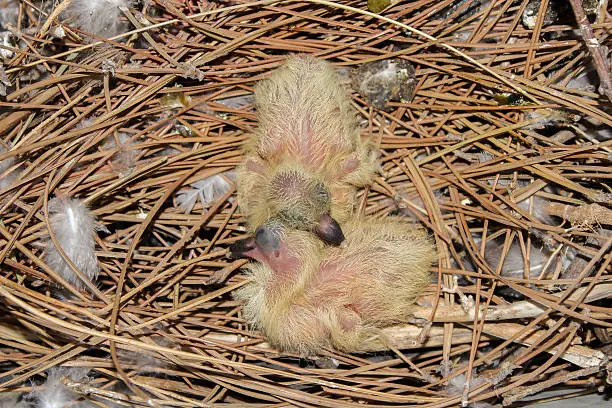 Photo of Baby pigeon