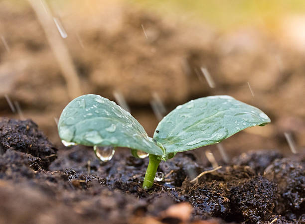 istock young green plant with water on it growing 482221773