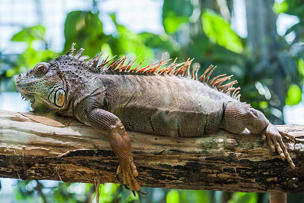 クローズアップのリザードの - chameleon africa rainforest leaf ストックフォトと画像