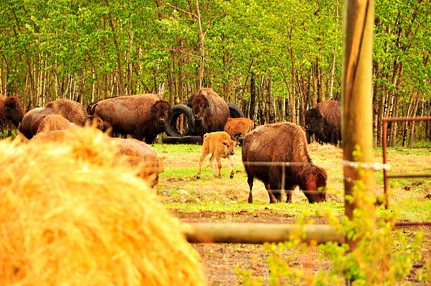 istock Bison in the canadian prairies 482222973