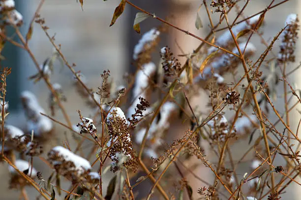 Butterfly bush in winter with snow