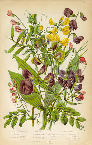 ilustraciones, imágenes clip art, dibujos animados e iconos de stock de vicia, negro amargo vetch y pea victoriana ilustración botánicos - algarrobilla de monte