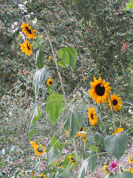 Sunflowers stock photo