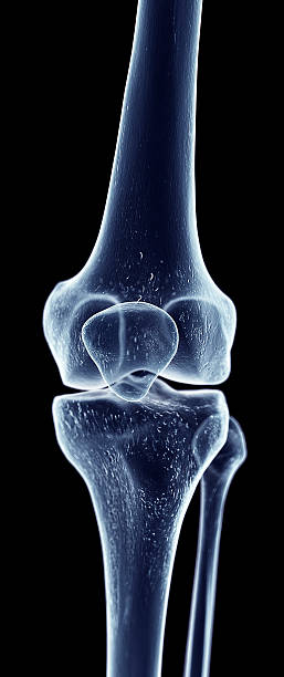 o joelho - healthcare and medicine the human body x ray image human bone - fotografias e filmes do acervo