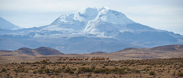 istock Group of Vicuna on the Altiplano 482234154