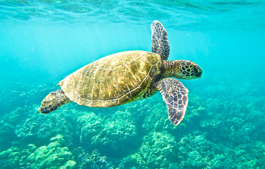 Hawaiian Green Sea Turtle swimming.