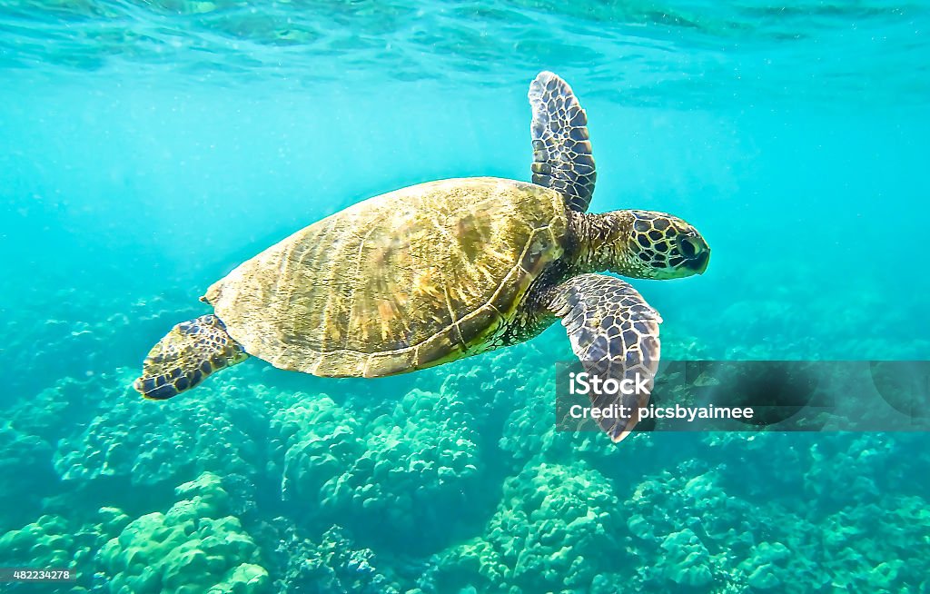 Green Sea Turtle Hawaiian Green Sea Turtle swimming. Green Turtle Stock Photo