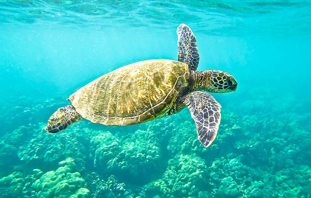 Green Sea Turtle Hawaiian Green Sea Turtle swimming. green turtle stock pictures, royalty-free photos & images