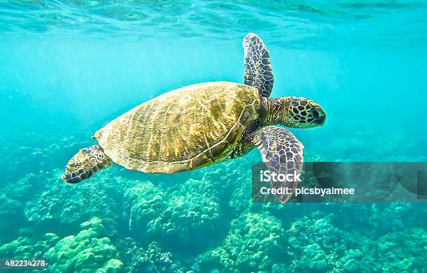 Green Sea Turtle Stock Photo - Download Image Now - Green Turtle, Sea Turtle, Hawaii Islands