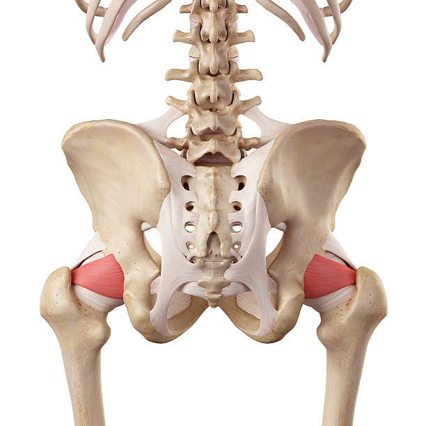 istock The shiofemoral ligament 482236700