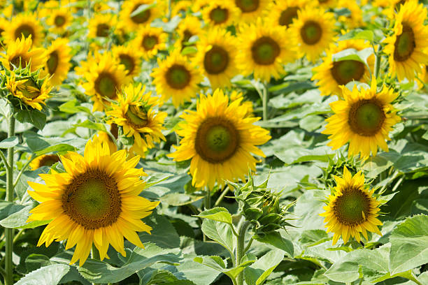 istock sunflowers, sunflower field 482236704