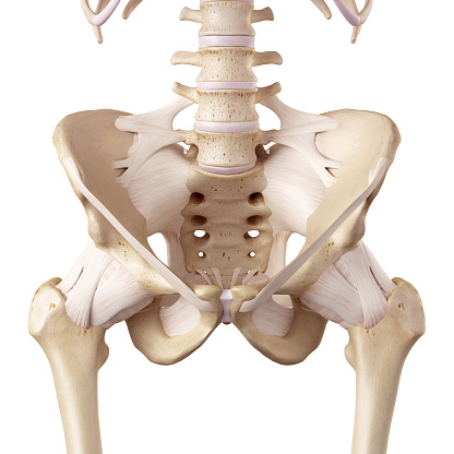 medical accurate illustration of the hip ligaments
