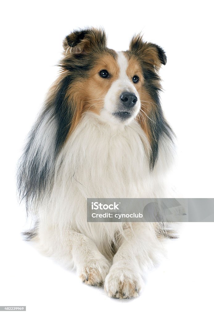 shetland-Hund - Lizenzfrei Braun Stock-Foto