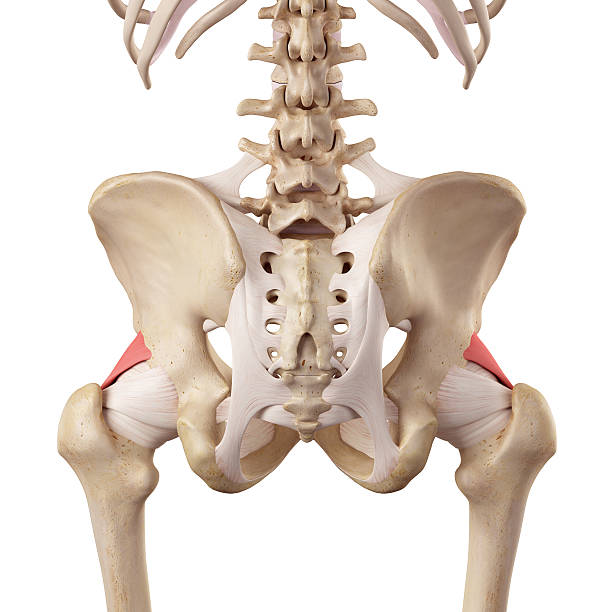 istock The iliofemoral ligament 482241972