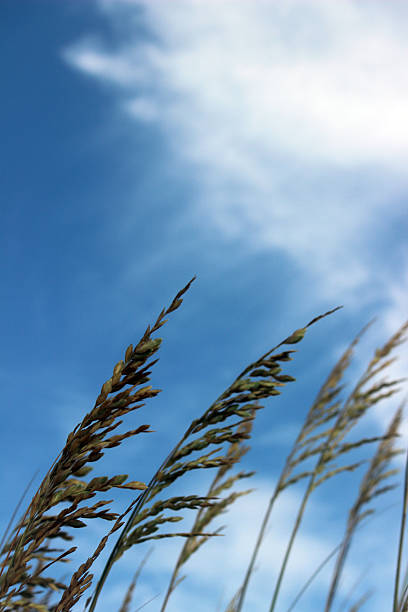 nahaufnahme des sea oats wachsenden auf einer sanddüne - sand sea oat grass beach sand dune stock-fotos und bilder