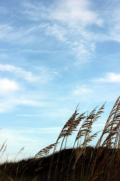 strand-szene von sea oats auf einer sanddüne - sand sea oat grass beach sand dune stock-fotos und bilder