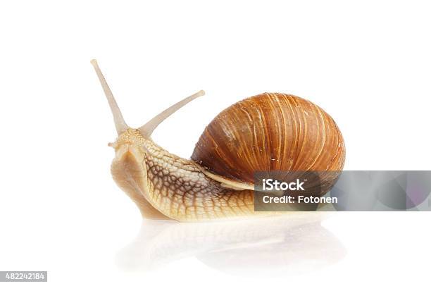 Burgundy Snail Stock Photo - Download Image Now - Escargot, Snail, Cut Out