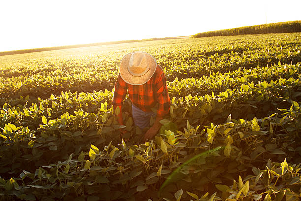 senior agricultor em um campo examinar colheita - farm worker imagens e fotografias de stock