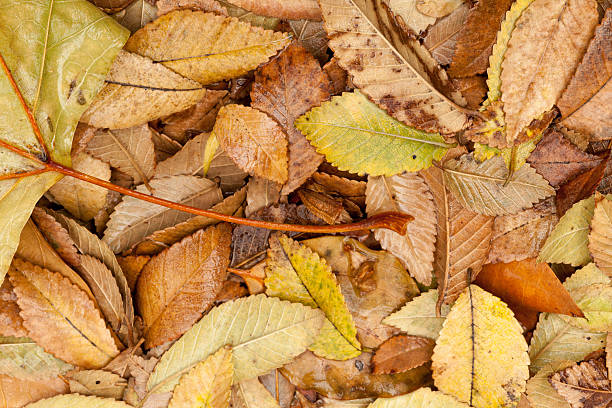 istock autumnal yellow leaves 482244819