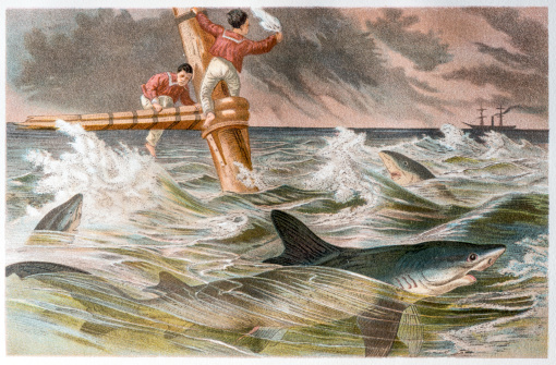 Antique color illustration of shipwreck with blue shark (Prionace glauca)