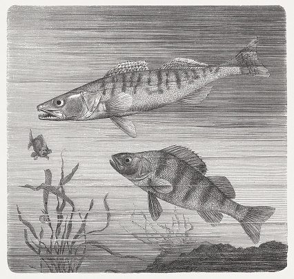 Zander (Sander lucioperca) and perch (Perca fluviatilis). Woodcut engraving after a drawing by H. Braune (German painter, 19th century), published in 1884.