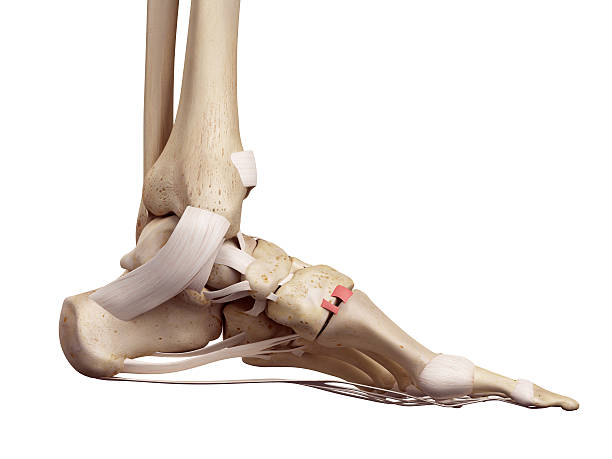 istock The dorsal tarsometatarsal ligament 482246946