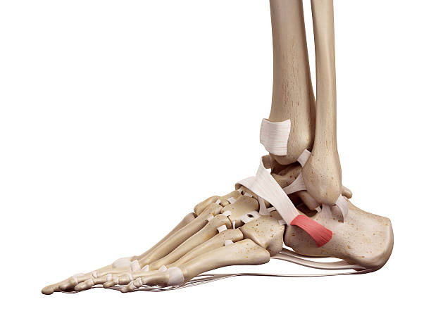 istock The inferior peroneal retinaculum 482246960