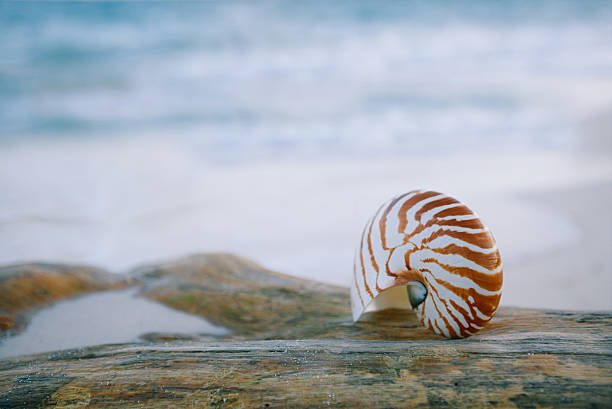 istock nautilus shell on white beach sand, against sea waves 482246966