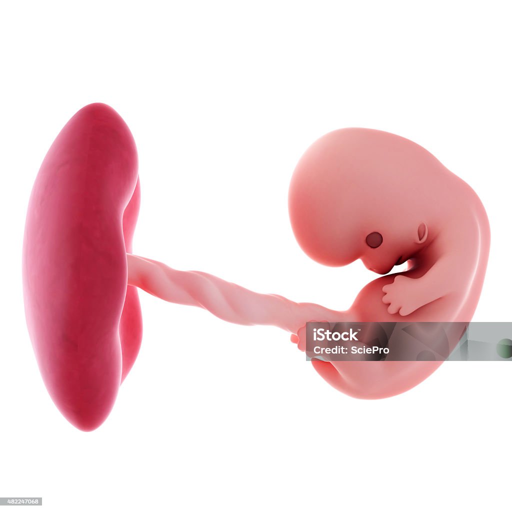 Fetus - week 8 medical accurate illustration of a fetus - week 8 Number 8 Stock Photo