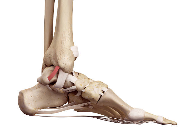 istock The posterior tibiotalar ligament 482247088
