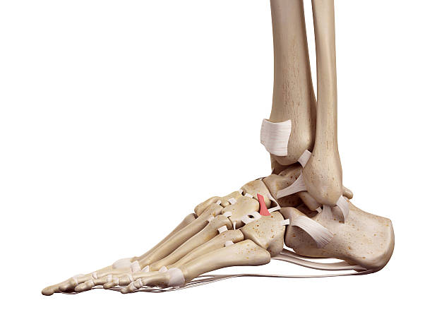istock The dorsal cuboideonavicular ligament 482247116