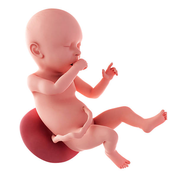 feto di 40 settimane - 40 weeks foto e immagini stock