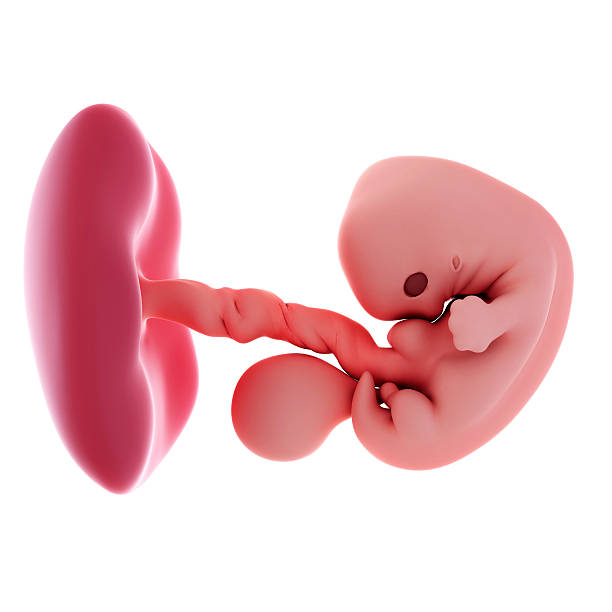 Fetus - week 7 medical accurate illustration of a fetus - week 7 7 week fetus stock pictures, royalty-free photos & images