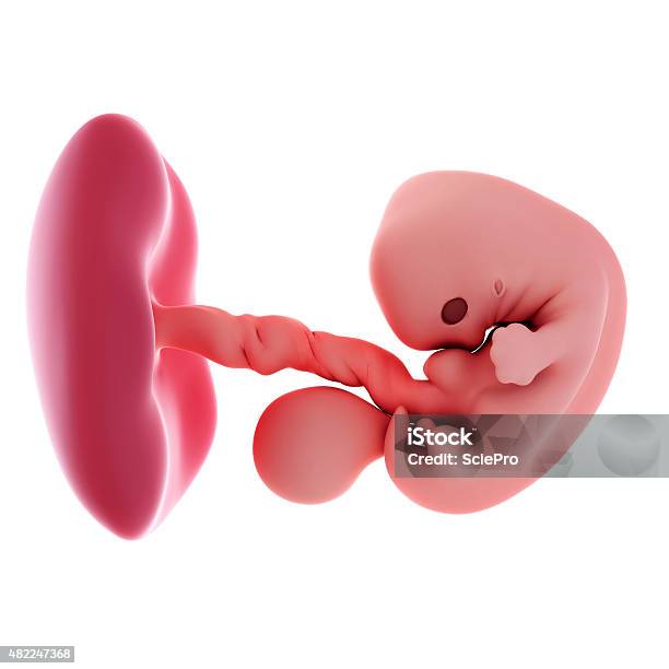 Fetus Week 7 Stock Photo - Download Image Now - Fetus, Number 7, Week