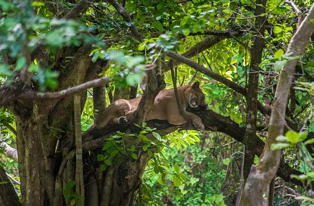 Photo of Sleeping puma in a tree