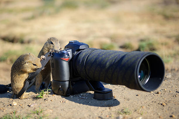 European ground squirrel as a photographer with big professional camera on sandy ground