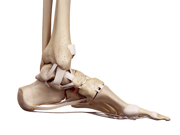 istock The plantar cuboidenavicular ligament 482247978